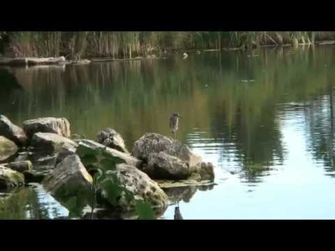 A Yellow-crowned Night Heron at Colonel Samuel Smith Park in Etobicoke