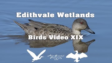 Edithvale Wetlands - Birds Video XIX #birds #australiannativebirds #birdsofaustralia #birdlist