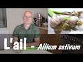 L'ail