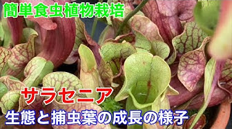 サラセニアの育て方と管理 Youtube