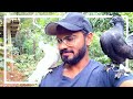 Sri lankan pigeon breeding story 01 