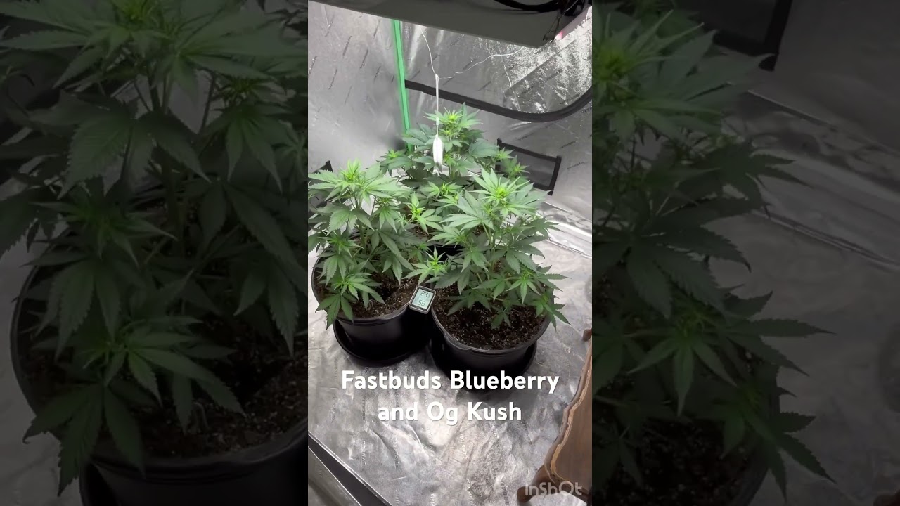 Fastbuds- Original Blueberry Auto and Original OG Kush Auto. Gaia Green Organics 🔥💨💨