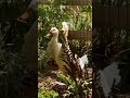 Pups Go On Wild Duck CHASE | Too Cute! | Animal Planet