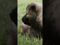 Pups Go On Wild Duck CHASE | Too Cute! | Animal Planet