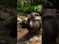 Pups Go On Wild Duck CHASE | Too Cute! | Animal Planet