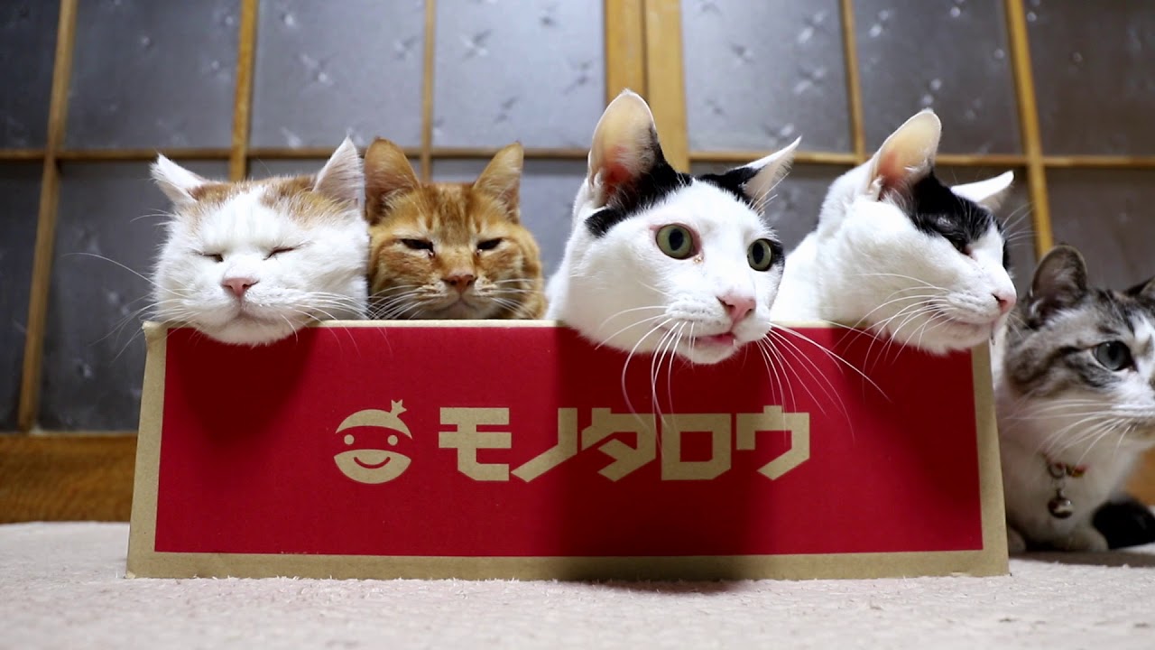 モノタロウの箱入り猫 Youtube モノタロウの箱入り猫 Youtube