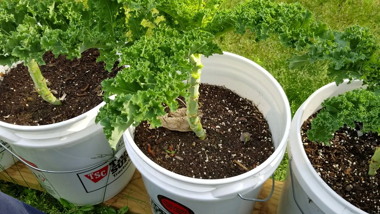 Kale Harvest 3 - YouTube