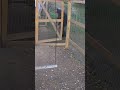 To Catch a Chicken…