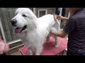 お手入れブラシ「ファーミネーター」を買ってみました　Great Pyrenees　グレートピレニーズ