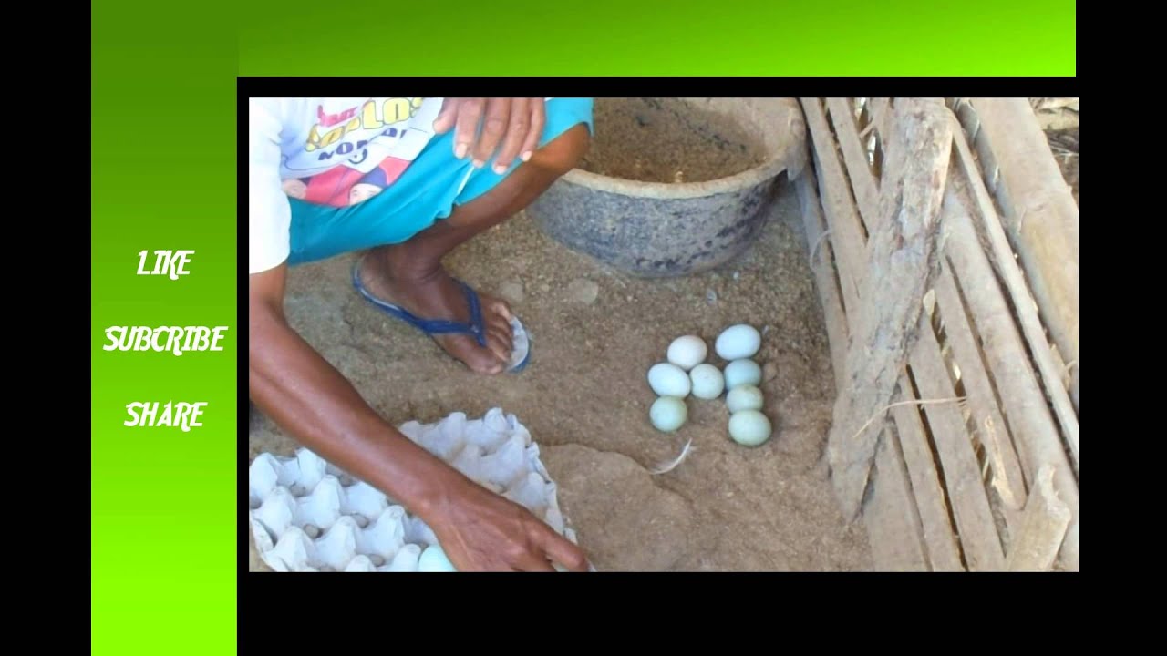 Cara Mudah Ternak Bebek Petelur 