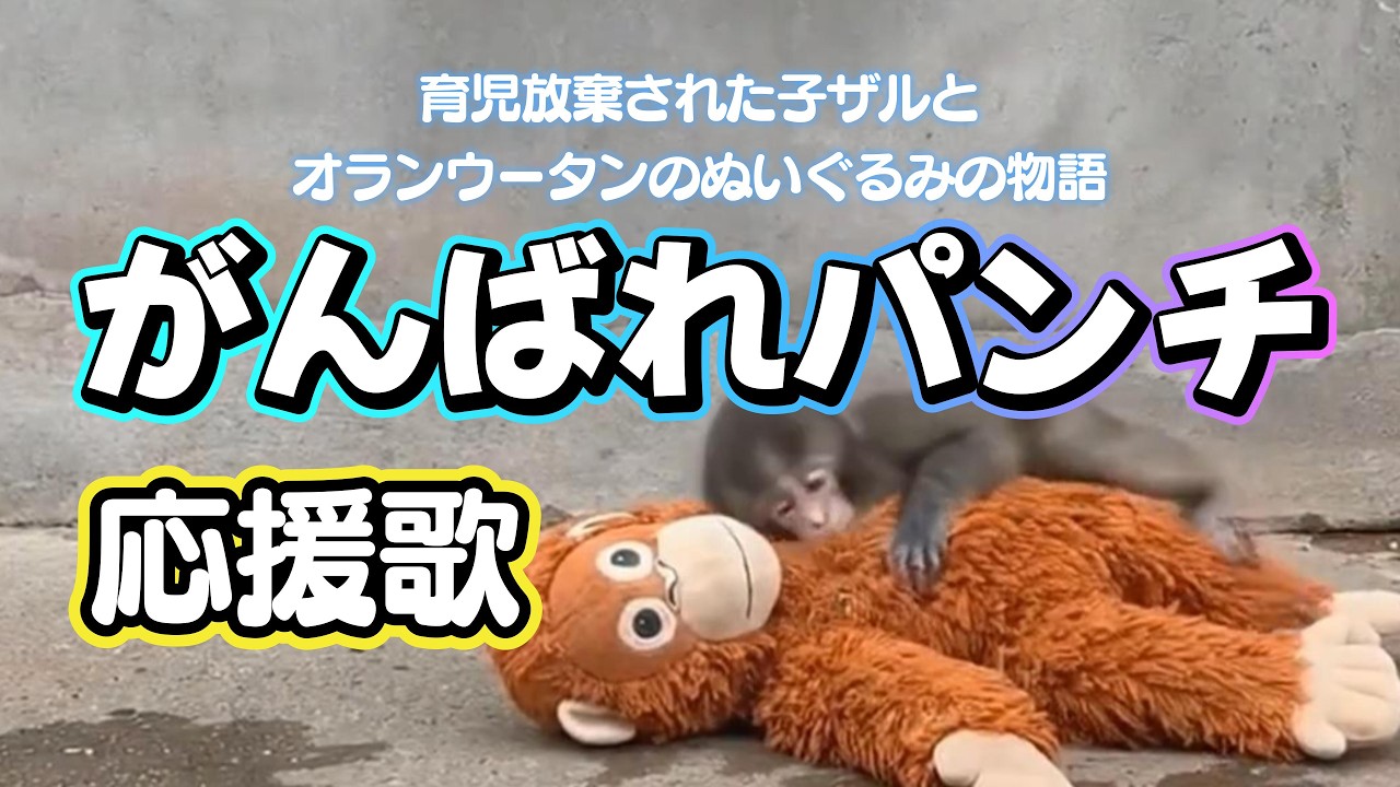 がんばれパンチくん応援歌【育児放棄された子ザルとオランウータンの
