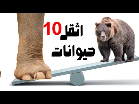 هل تعلم من هم اثقل 10 حيوانات في العالم وكم وزن اثقل حيوان