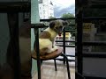 Waiting her mom back from market#petlover #cute #fypシ゚
