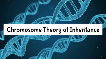 Chromosome Theory of Inheritance