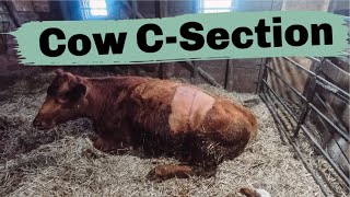 Cow Had To Have A C-Section. Its A Busy Calving Season