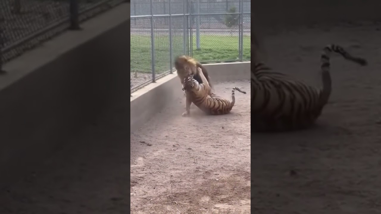 When the Predator Becomes the Prey 