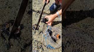 Sea Urchin #mukbang #seacreature