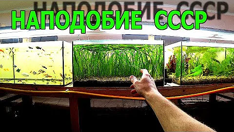 Запустил аквариум с валлиснерией как в СССР