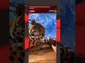 Most people miss THIS detail about big cat paws.