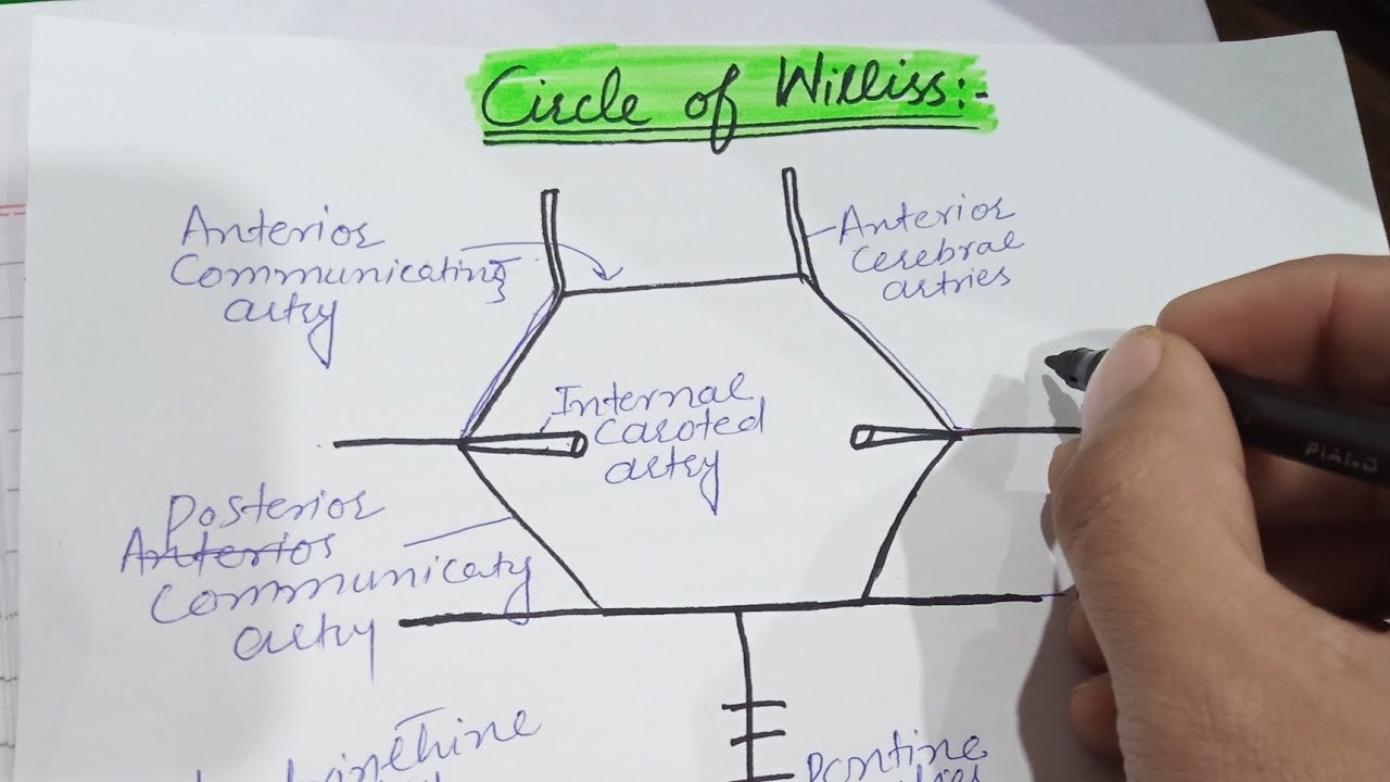 Circle of Willis || Blood supply to brain || How to memorize circle of ...