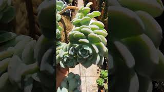 echeveria sweet Eva fofurice fácil cultivo. 💞🥰🤗