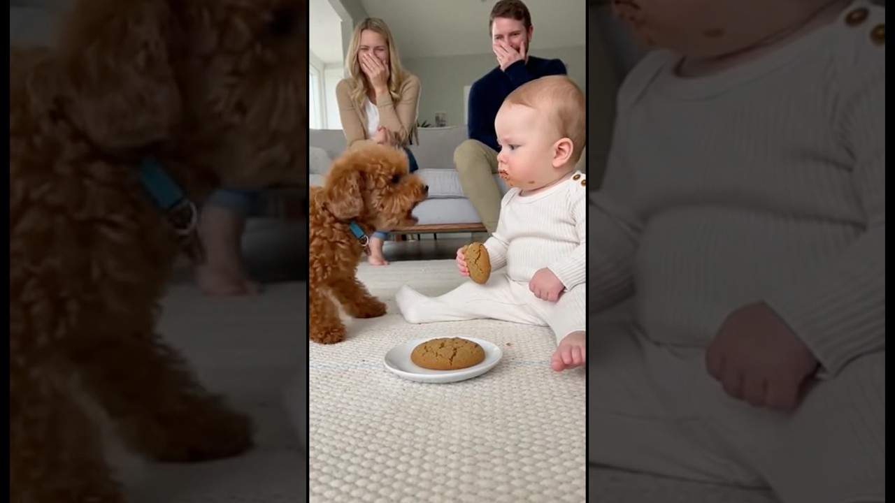 犬のクッキーを食べてしまい犬に文句を言われた赤ちゃん、どうしていいか分からず固まってしまう。。。#dog #baby #cute #funny #shorts #shortvideo #赤ちゃん