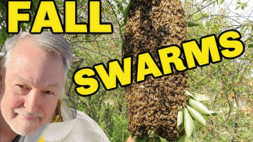 Beekeeping Alert!  Watch Out For July & August Swarms!!