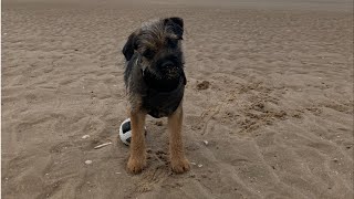 Border Terrier Puppy in Wales 🌞🐾 #borderterrier #puppy #dog by Gizmo The Border Terrier 🐾🐕 274 views 1 year ago 2 minutes, 8 seconds