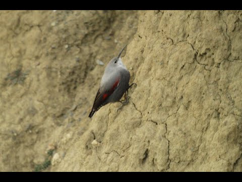 კლდეცოცია - Walcreeper - Tyichobroma muraria