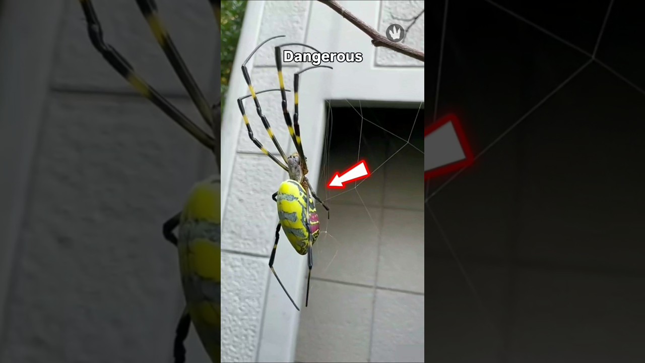These Insects Hunt Like Nightmares 😨 #facts #shorts
