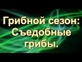 Грибной сезон. Съедобные грибы.