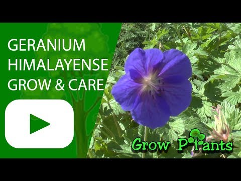 Geranium himalayense - grow & care