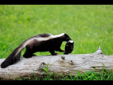 what should you do if a skunk is under your shed? - youtube