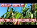 Засыхают верхушки побегов у персика/ЧТО ДЕЛАТЬ???