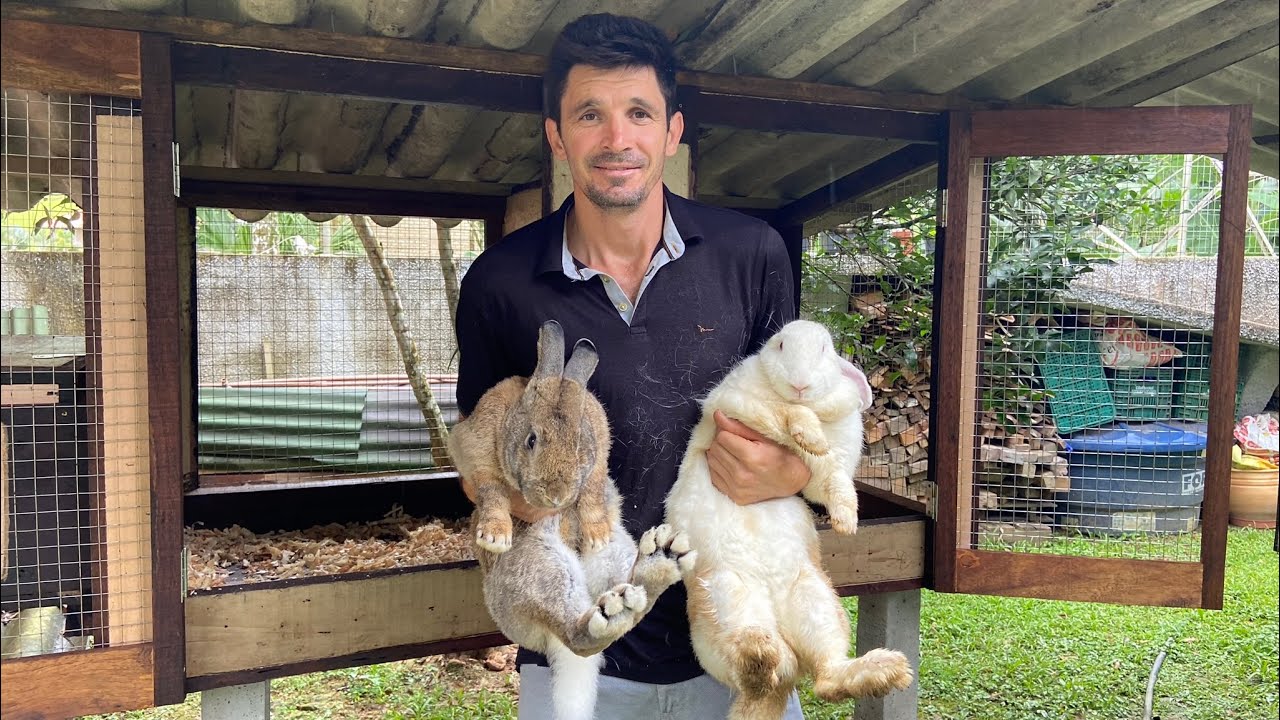 Construindo viveiro pra casal de coelhos