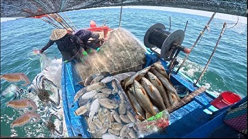 Nghề lưới 3 màn dính Mực Nang và cá Sóc đỏ, gặp được ổ Ghẹ Xanh | Ngọc Phi Vũng Tàu