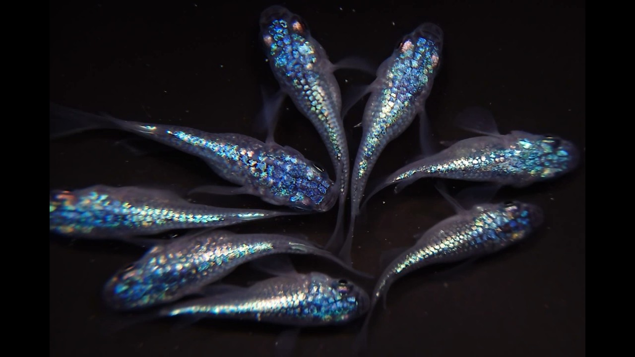 ネプチューンダルマ0211【メダカ】