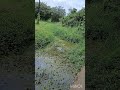 #natural video #പ്രകൃതി ഭംഗി #തോടും വയലും കുളവും #നെടുംതോട് #പെരുമ്പാവൂർ #എറണാകുളം #Mad creater