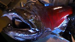 EBMUD says current Salmon Run on Mokelumne River is largest ever recorded 2024