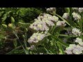 Free Stock Footage: Bumblebee Collecting Nectar
