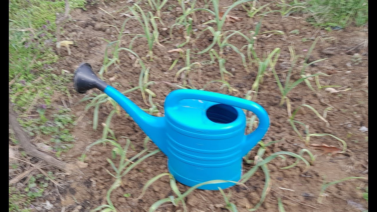 Slatkim rastvorom otjerajte lukovu muvu zauvijek  iz luka