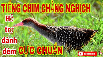 tiếng chim chằng nghịch mồi chuẩn l hỗ trợ đánh chim đêm l Săn bẫy TV