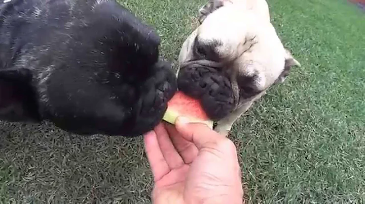 Gary and Lola eat watermelon