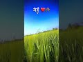 apana gehu ka fasal#shortshorts #trendingshorts #kisanokasona