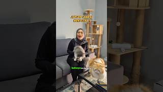 Jangan lupa jadwal vaksin gaes #cat #kucinglucu #shorts