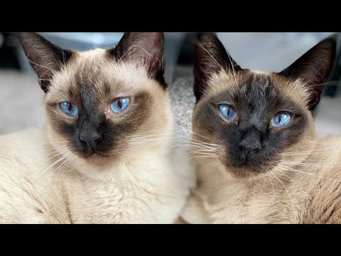 Siamese Cat Meowing Siamese Cat Talking Playing