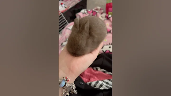 Feeding a baby bunny🤎#bunnies#babybunny#animallover#bunnyshorts#netherlanddwarf#bunny#petbunny#pets