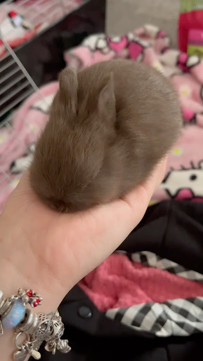 Feeding a baby bunny🤎#bunnies#babybunny#animallover#bunnyshorts#netherlanddwarf#bunny#petbunny#pets