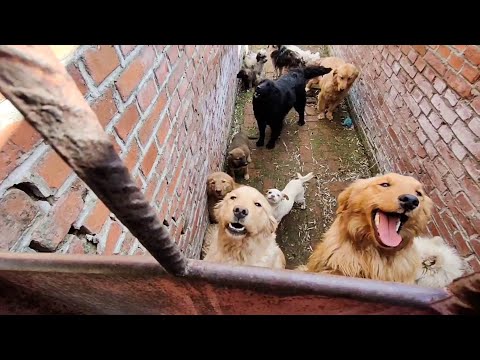 Rescue 60+ Starving Dogs Locked in Narrow Alley, Dazed and Confused (Hulan Rescue 1)