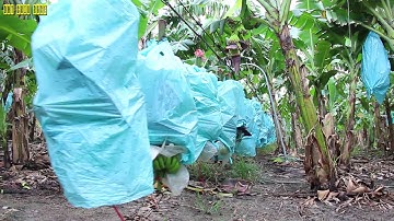 Thu hoạch chuối bằng cáp treo độc nhất vô nhị ở miền Tây